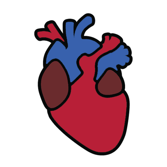 Anatomical Heart